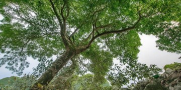 槐香苑究竟属于什么物业？